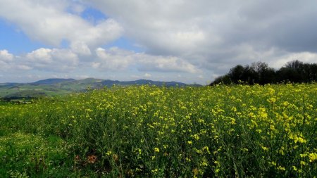 Colza au Grand Mont