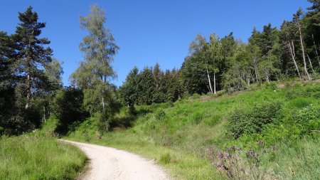 En approche de la forêt.