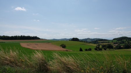 Des tâches sombres dans ce champ de blé