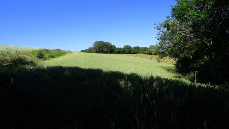 Céréales.