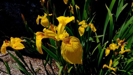 Iris faux acore