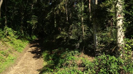 Remontée sur le plateau.