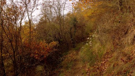 Remontée du vallon.