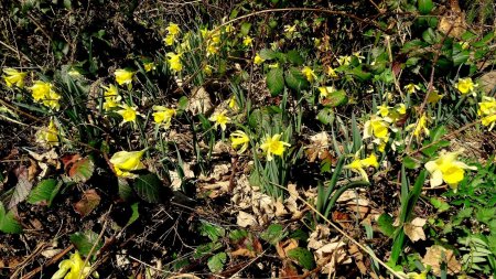 Narcisses jaunes.