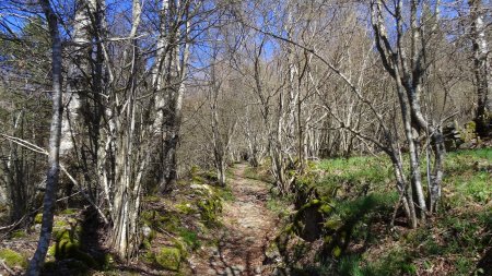 Dans les bois de feuillus.