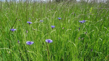 Bleuets des champs.