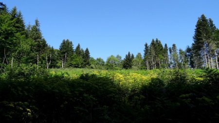 Coupe non replantée.