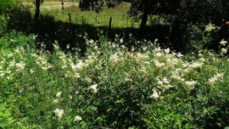 Reine des près au bord du Lignon.