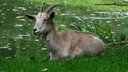 Petit étang dans la plaine au pied de Bouthéon