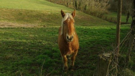 Bonjour jolie blonde !