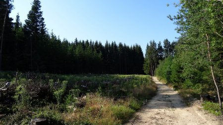 Coupe forestière.