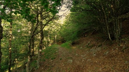 Dans les bois.