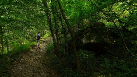 Dans le bois au-dessus de Doizieux.