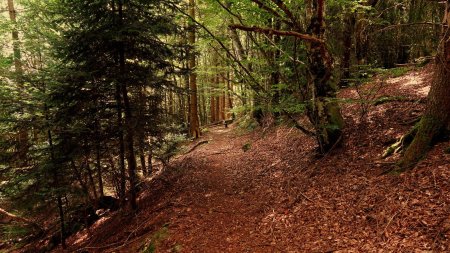 Descente dans le Bois de la Corée