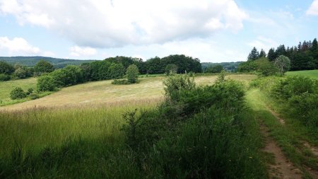 Plateau à la sortie de la forêt