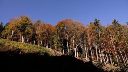 Clairière de coupe dans la forêt