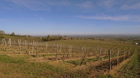 Vignoble de côte-roannaise.