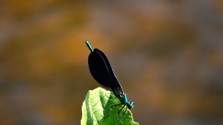 Calopteryx.