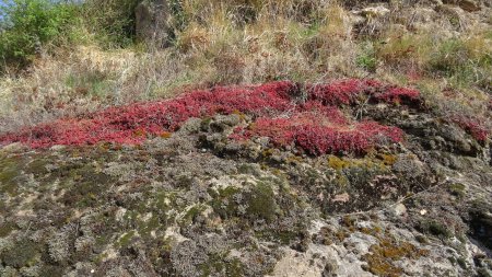 Orpins, mousses et lichens.