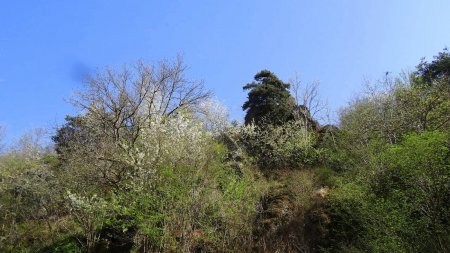 Un piton rocheux se cache derrière un pin.