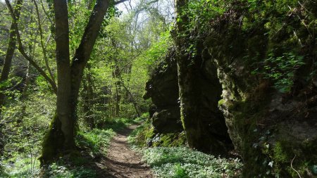 Dans les gorges en rive droite.