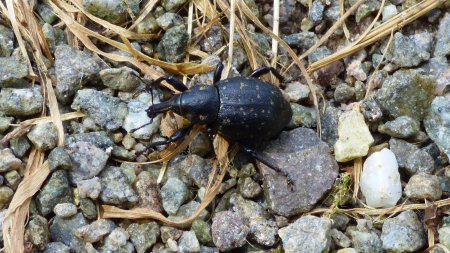 Un charançon sur le Wolftalweg. Rencontre assez inhabituelle pour moi.