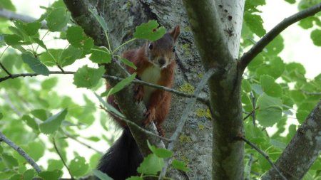 En zoomant un peu. Trop mignon ...