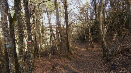 Dans le bois de Futerer.