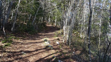 En remontant vers les Aigaux, sur la piste forestière