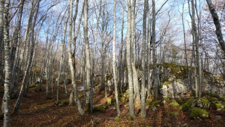 Passage dans les bois.