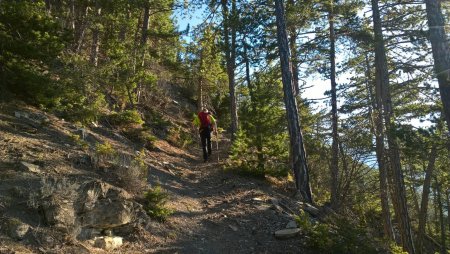 Montée dans la forêt