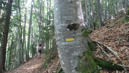 Le sentier est bien balisé  