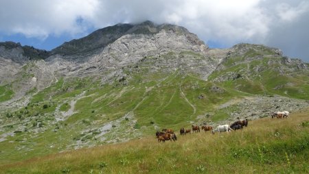 Elevage de chevaux aux pieds du Charvin