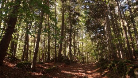 Raide montée en forêt.