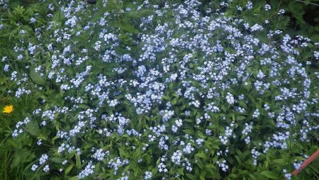 Myosotis au col du Potat