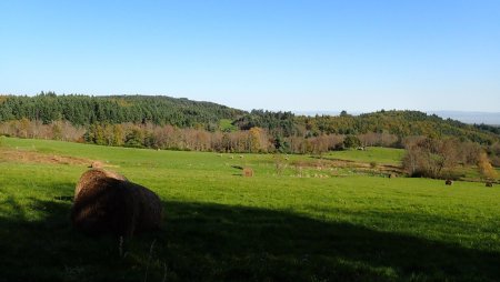 Bois et prairie