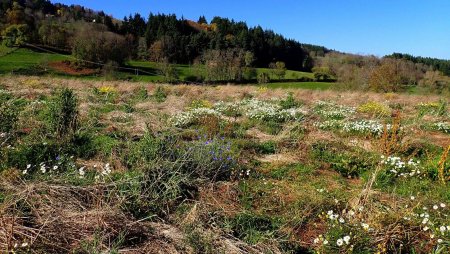 Flore de novembre