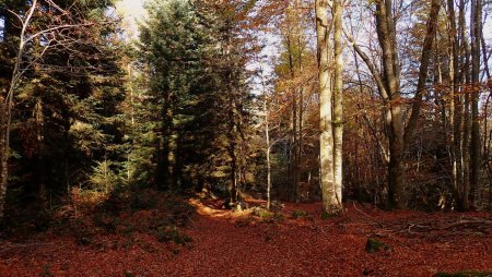 Dans la forêt