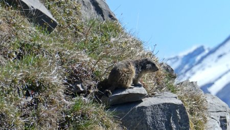 Marmotte