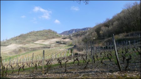 Au pays du jacquère, de l’altesse, du gamay et de la mondeuse.