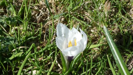 Crocus