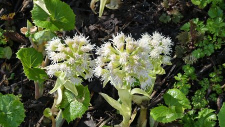 Pétasite blanc