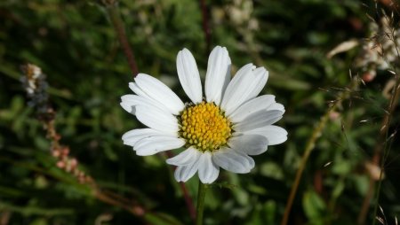 Marguerite