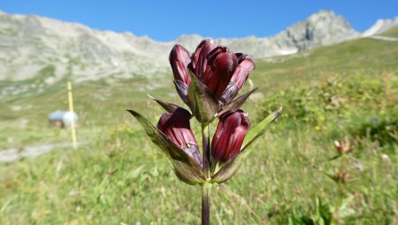 Gentiane pourpre 