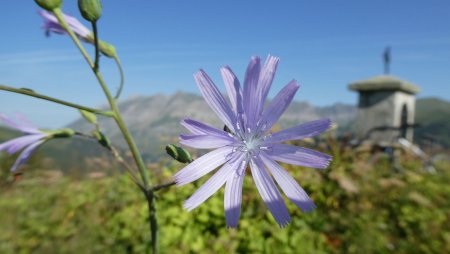 Laitue de plumier