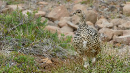 Femelle lagopède et ses 9 poussins ; une rencontre incroyable à quelques dizaines de mètres de notre route.