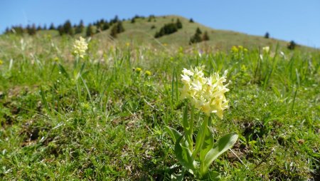 Orchis sureau et petit sommet du jour.