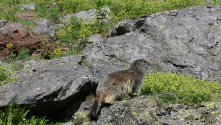 Mammifère fouisseur de l’ordre des rongeurs !