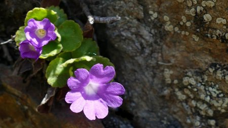 Quelques belles fleurs en cette belle journée de printemps : primevères hirsutes.