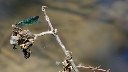 Le calopteryx a vraiment de belles couleurs !